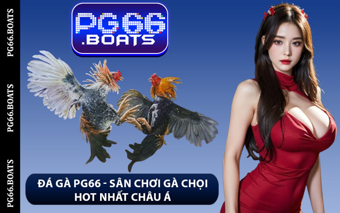 Đá Gà PG66 - Sân Chơi Gà Chọi Hot Nhất Châu Á