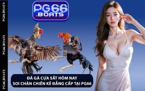 Đá Gà Cựa Sắt Hôm Nay - Soi Chân Chiến Kê Đẳng Cấp Tại PG66